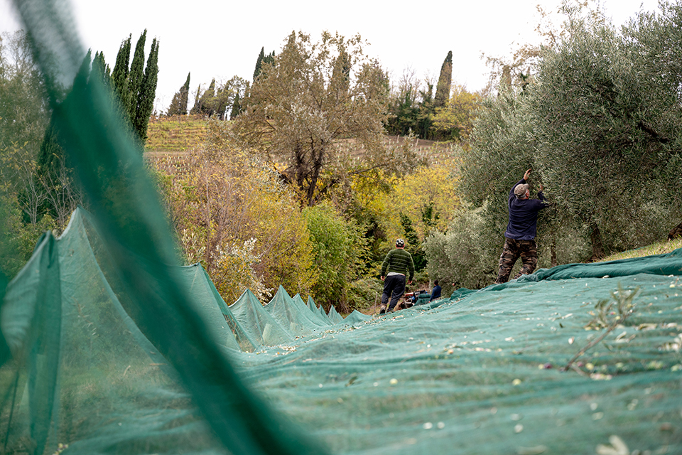 02 FILIPPO MANETTI_OLIVETA_03