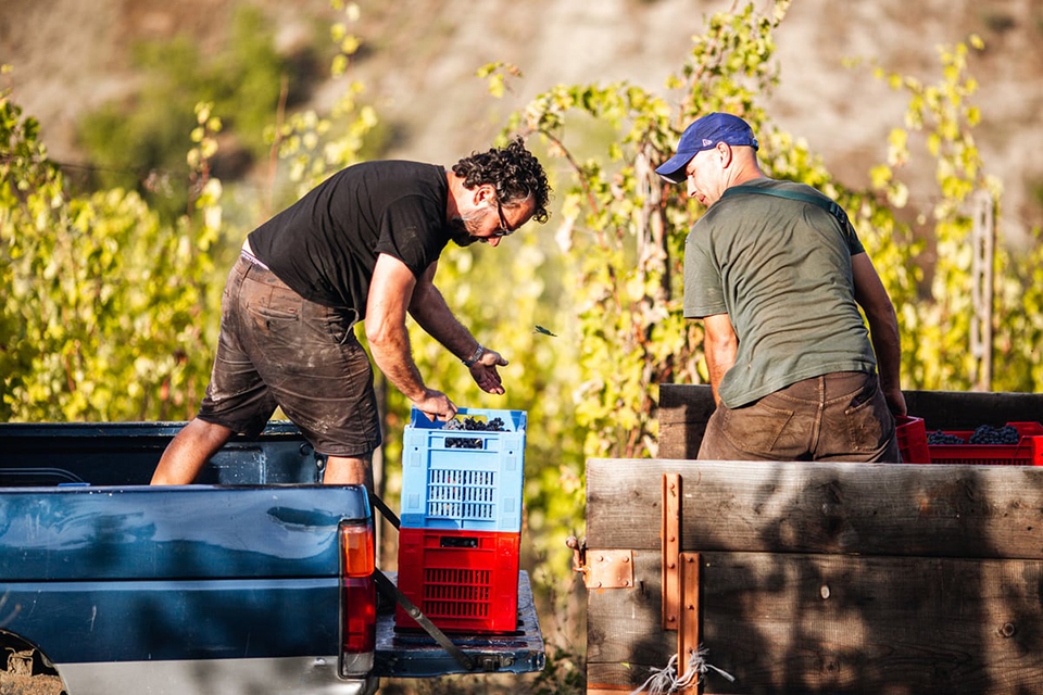 06 IMG Vini CAMPAGLIONE