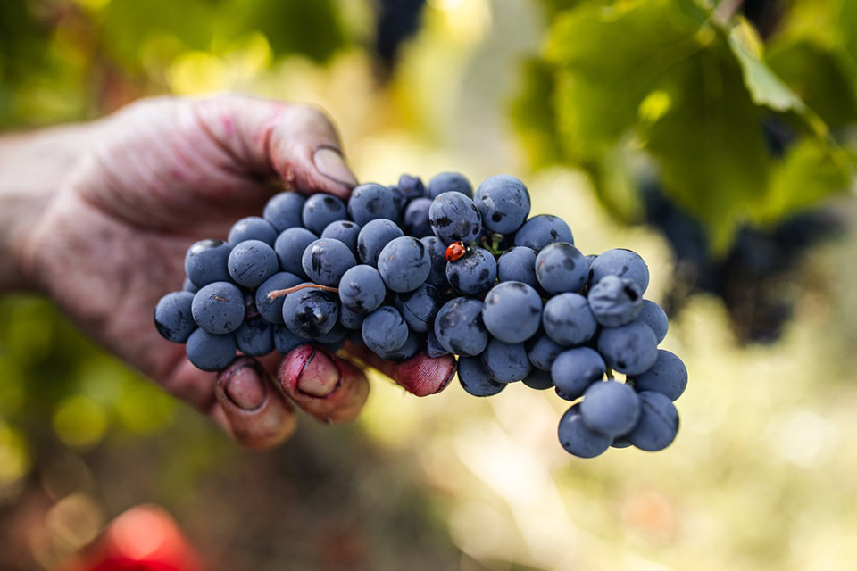 10 IMG Vini ANAM ROSSO